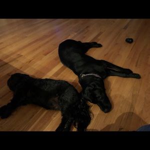 Meet your Posher, George